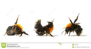 dance-bumble-bee-5957307